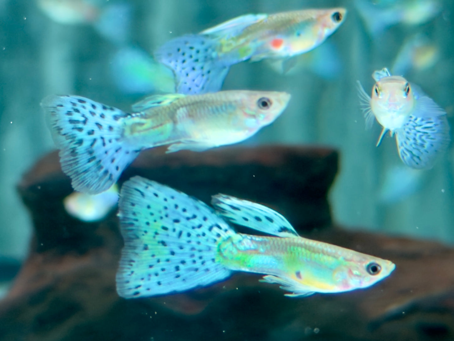 Blue Grass Guppy Poecilia reticulata Männchen