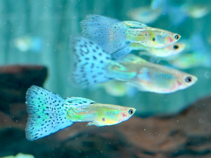 Blue Grass Guppy Poecilia reticulata Männchen