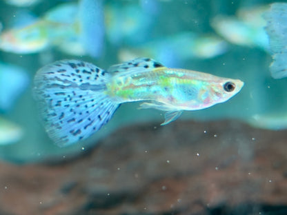 Blue Grass Guppy Poecilia reticulata Männchen