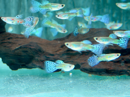 Blue Grass Guppy Poecilia reticulata Männchen