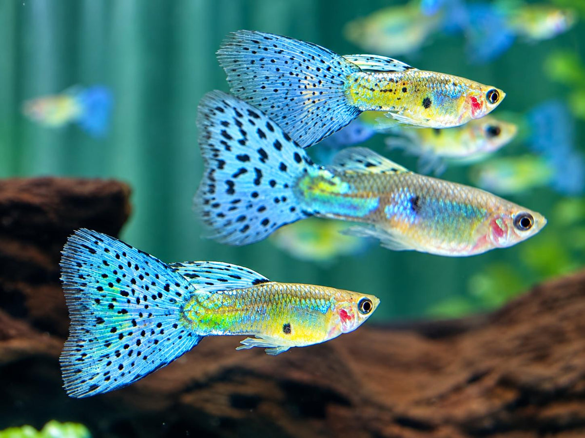 Blue Grass Guppy Poecilia reticulata Männchen