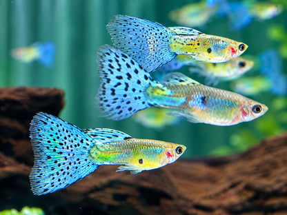 Blue Grass Guppy Poecilia reticulata Männchen