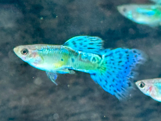 Blue Grass Guppy Poecilia reticulata Männchen