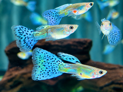 Blue Grass Guppy Poecilia reticulata Männchen