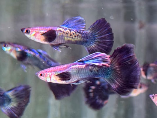 Blue Mosaic Guppy Poecilia reticulata Männchen
