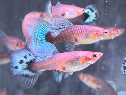 Blue Mosaic Guppy Poecilia reticulata Weibchen