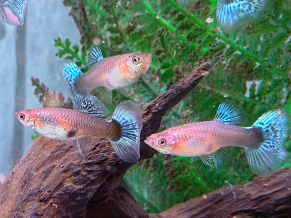 Blue Mosaic Guppy Poecilia reticulata Weibchen