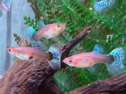Blue Mosaic Guppy Poecilia reticulata Weibchen