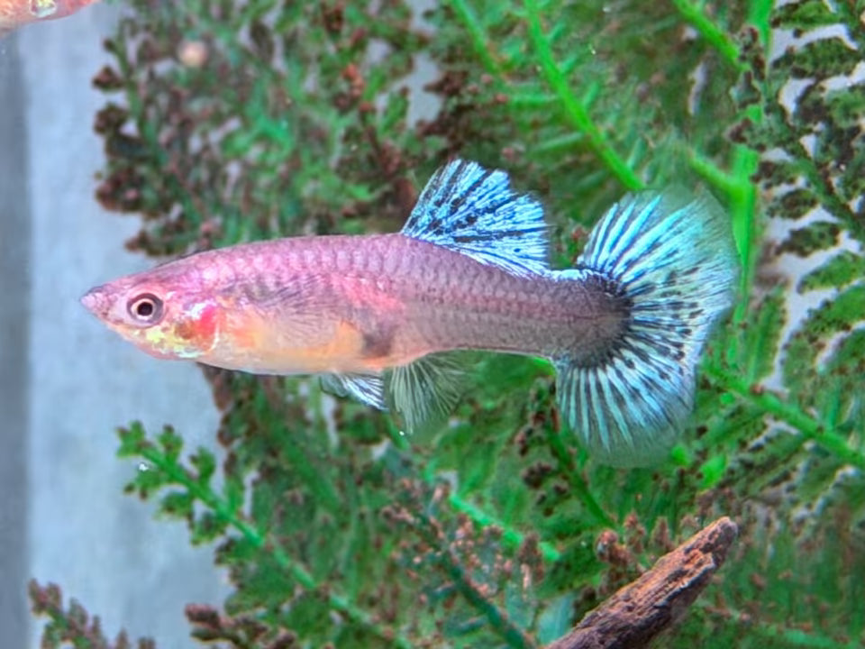 Blue Mosaic Guppy Poecilia reticulata Weibchen