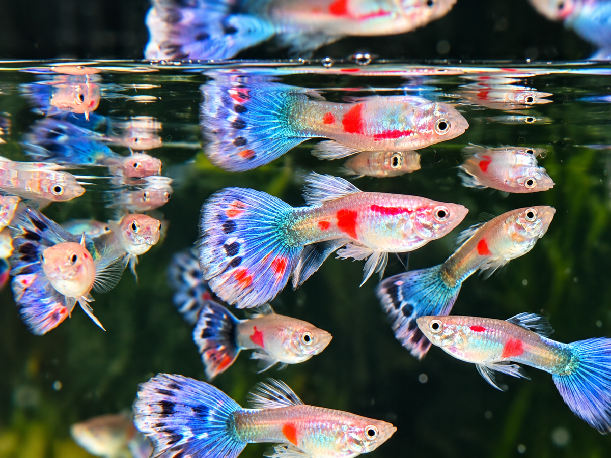 Blue Mosaik Guppy Männchen – Poecilia reticulata