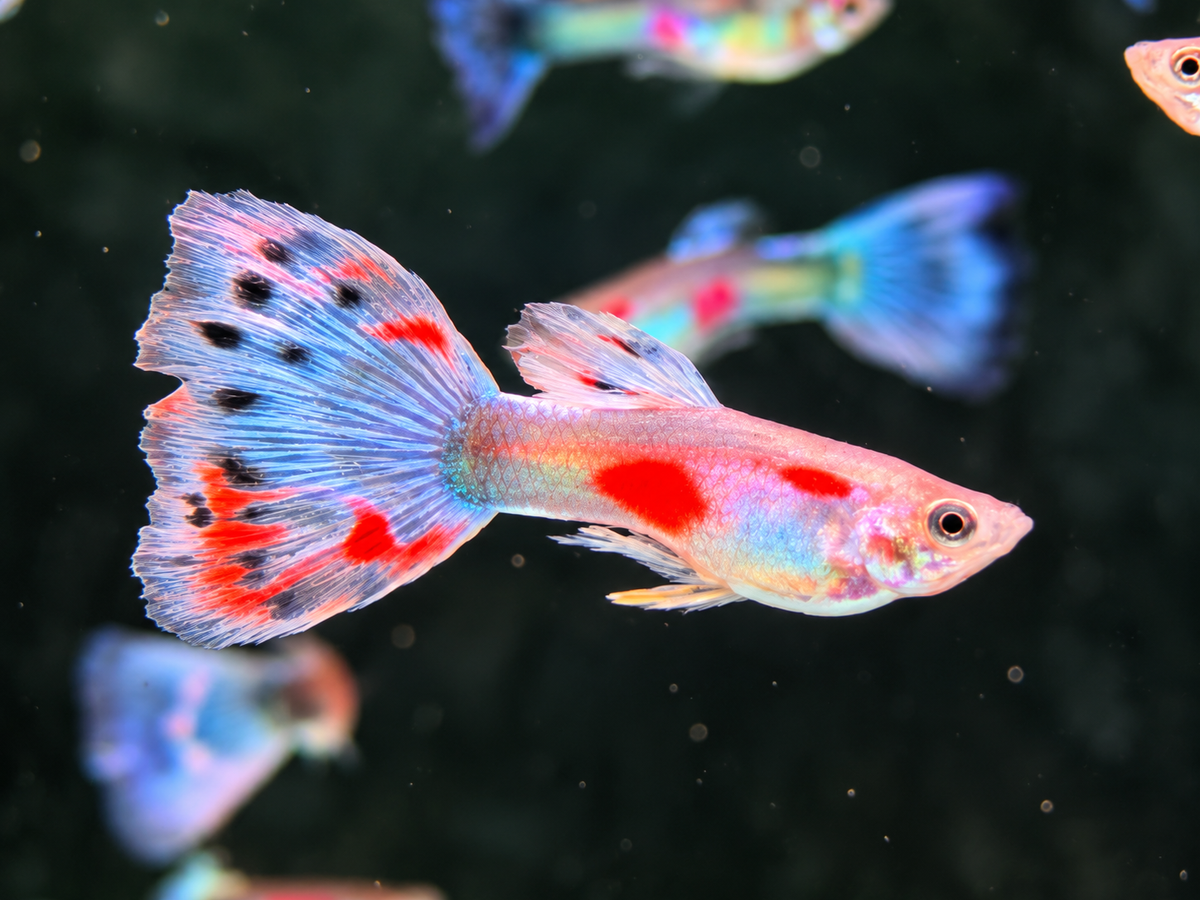 Blue Mosaik Guppy Männchen – Poecilia reticulata