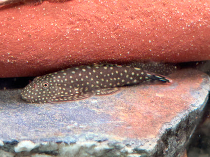 Blue Tail Flossensauger Gastromyzon sp.