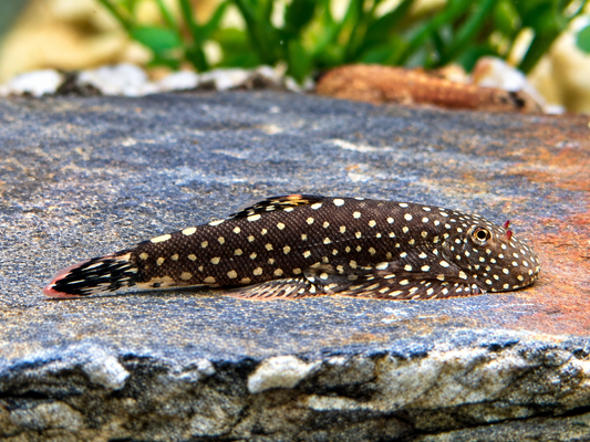 Blue Tail Flossensauger Gastromyzon sp.
