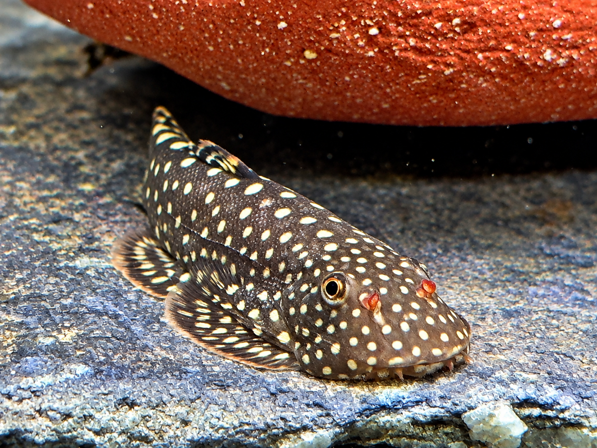 Blue Tail Flossensauger Gastromyzon sp.