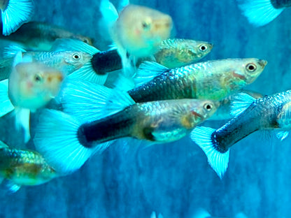 Blue White Tuxedo Guppy Poecilia reticulata Weibchen