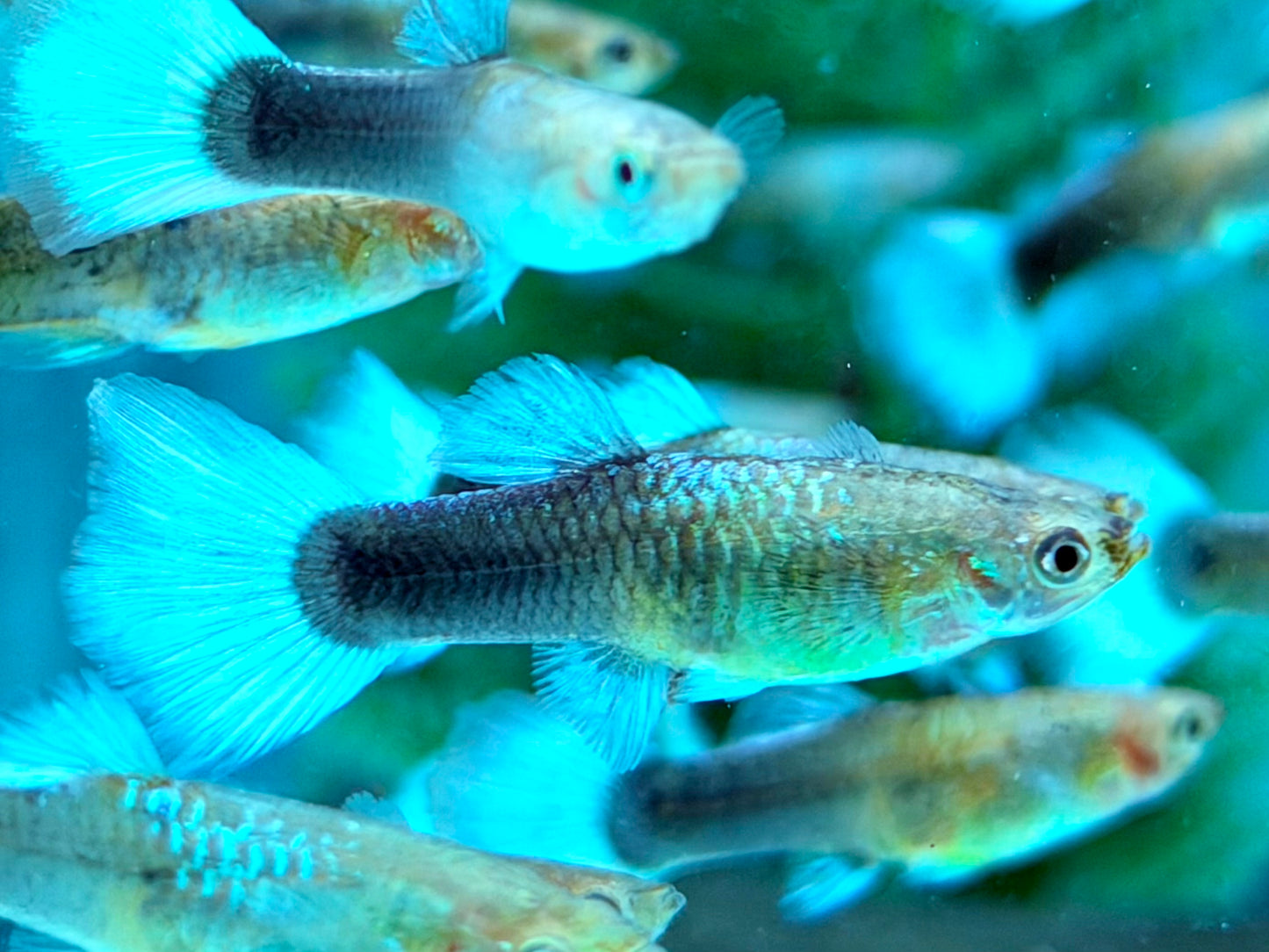 Blue White Tuxedo Guppy Poecilia reticulata Weibchen