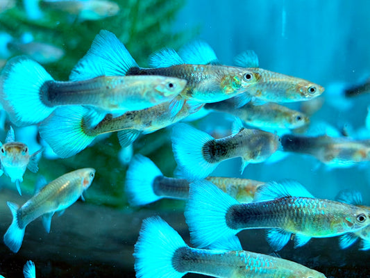 Blue White Tuxedo Guppy Poecilia reticulata Weibchen