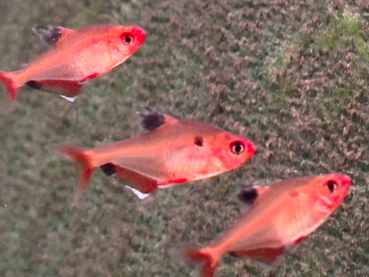 Blutsalmler Hyphessobrycon eques