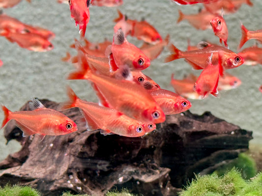 Blutsalmler super rot Hyphessobrycon eques