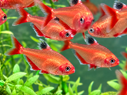 Blutsalmler super rot Hyphessobrycon eques