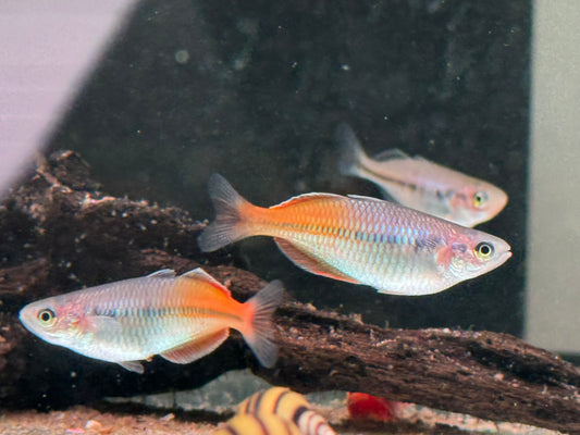 Boeseman's Regenbogenfisch Melanotaenia Boesemani