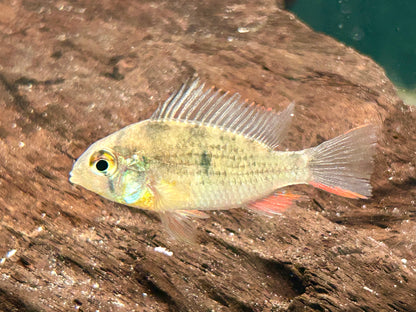 Bolivianischer Schmetterlingsbuntbarsch Microgeophagus altispinosa