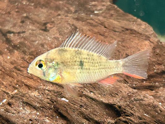 Bolivianischer Schmetterlingsbuntbarsch Microgeophagus altispinosa