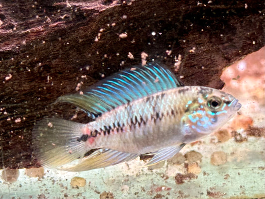 Borellis Zwergbuntbarsch opal Apistogramma borelli