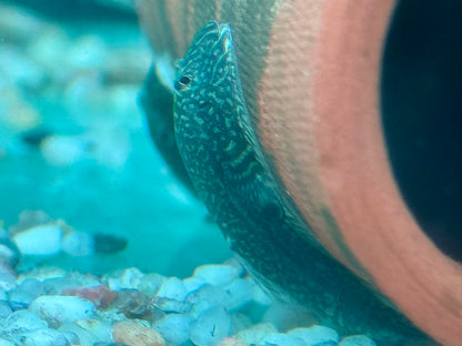 Borneo Flossensauger Gastromyzon