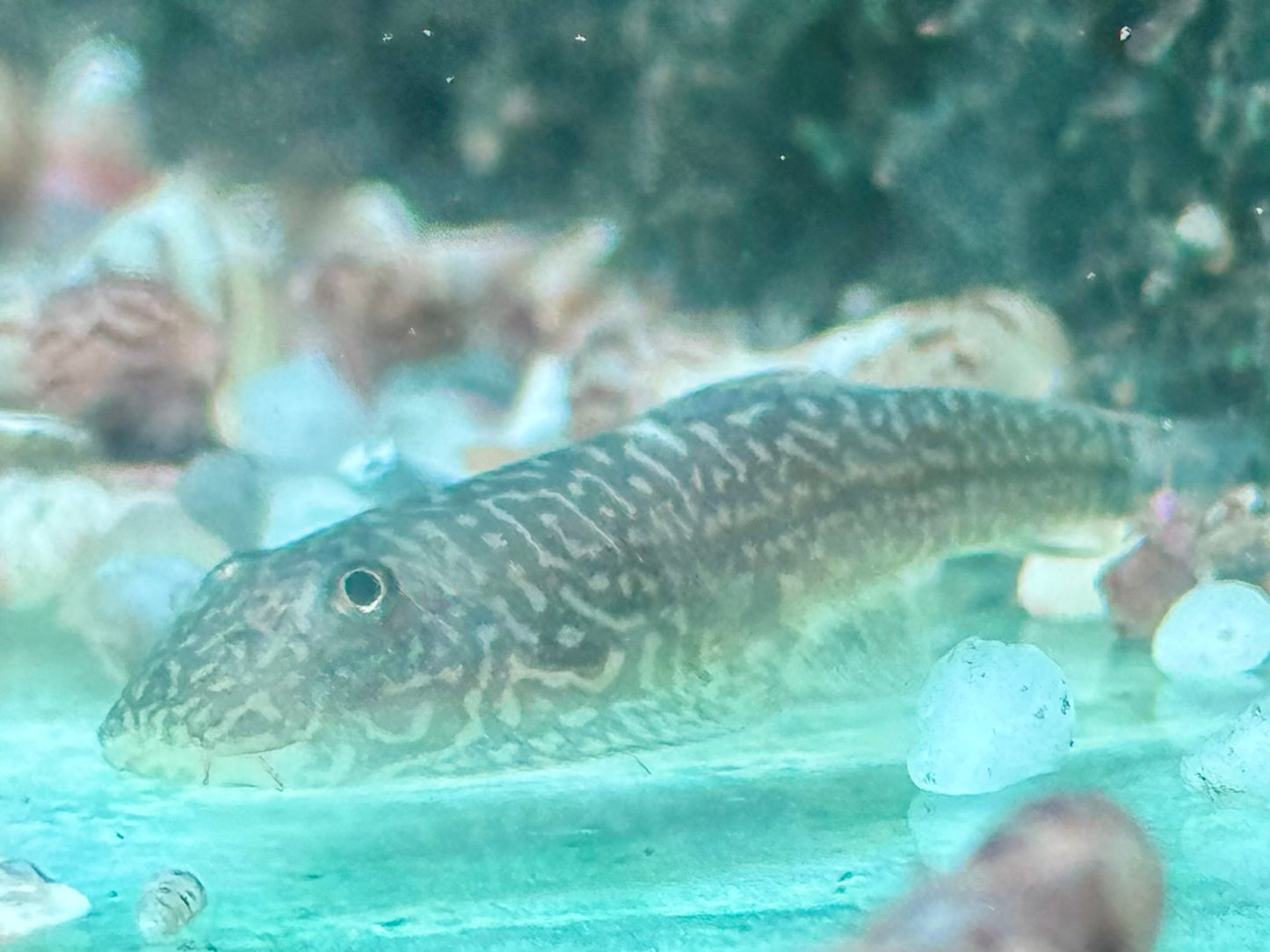 Borneo Flossensauger Gastromyzon