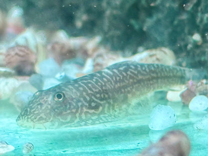 Borneo Flossensauger Gastromyzon
