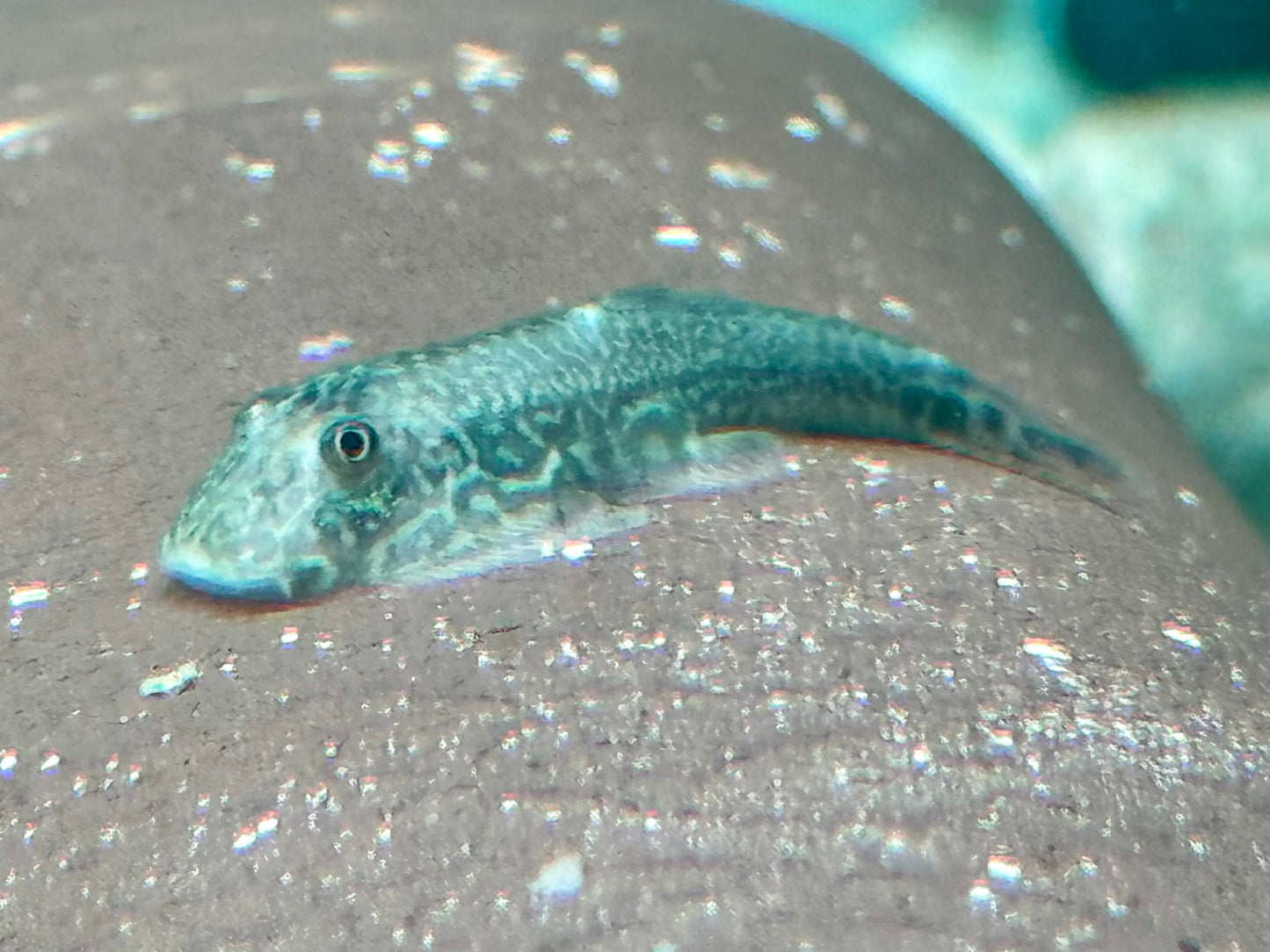 Borneo Flossensauger Gastromyzon