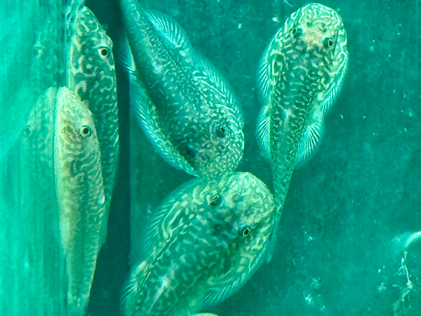 Borneo Flossensauger Gastromyzon