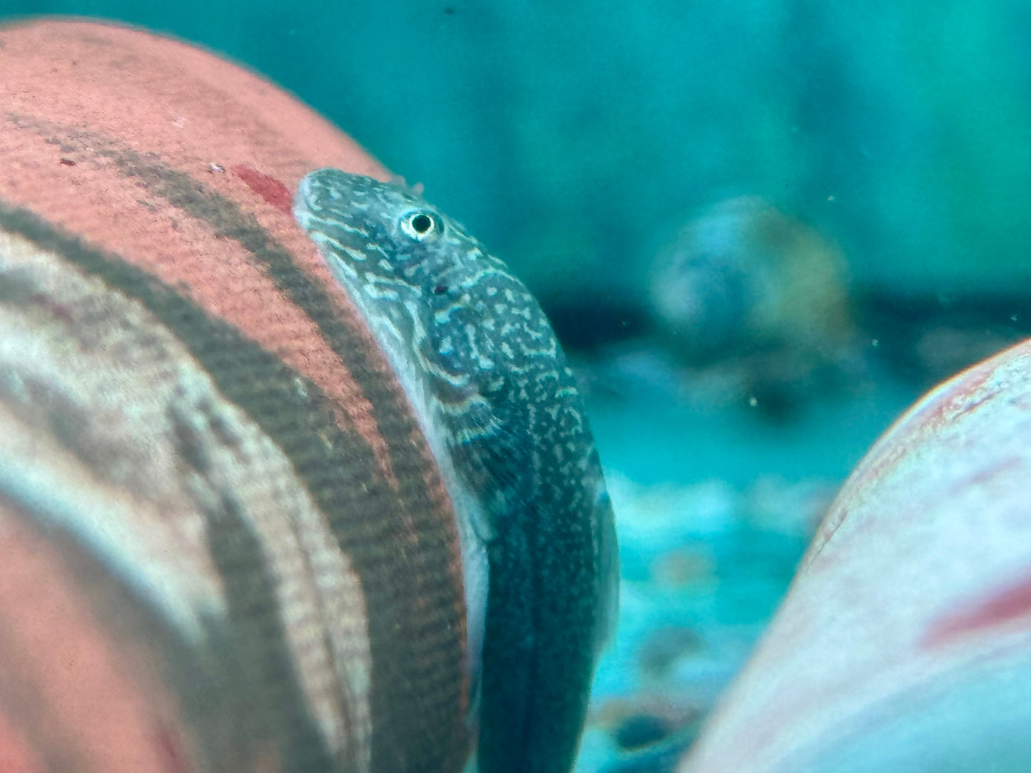 Borneo Flossensauger Gastromyzon