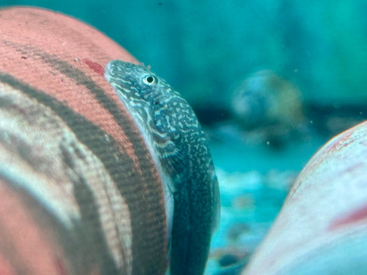 Borneo Flossensauger Gastromyzon