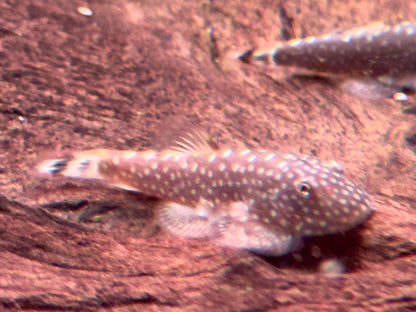 Borneo Flossensauger Gastromyzon Ctenocephalus