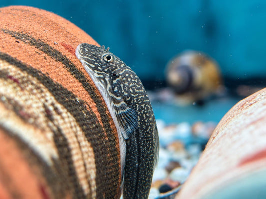 Borneo Flossensauger Gastromyzon