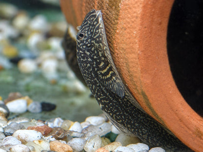 Borneo Flossensauger Gastromyzon