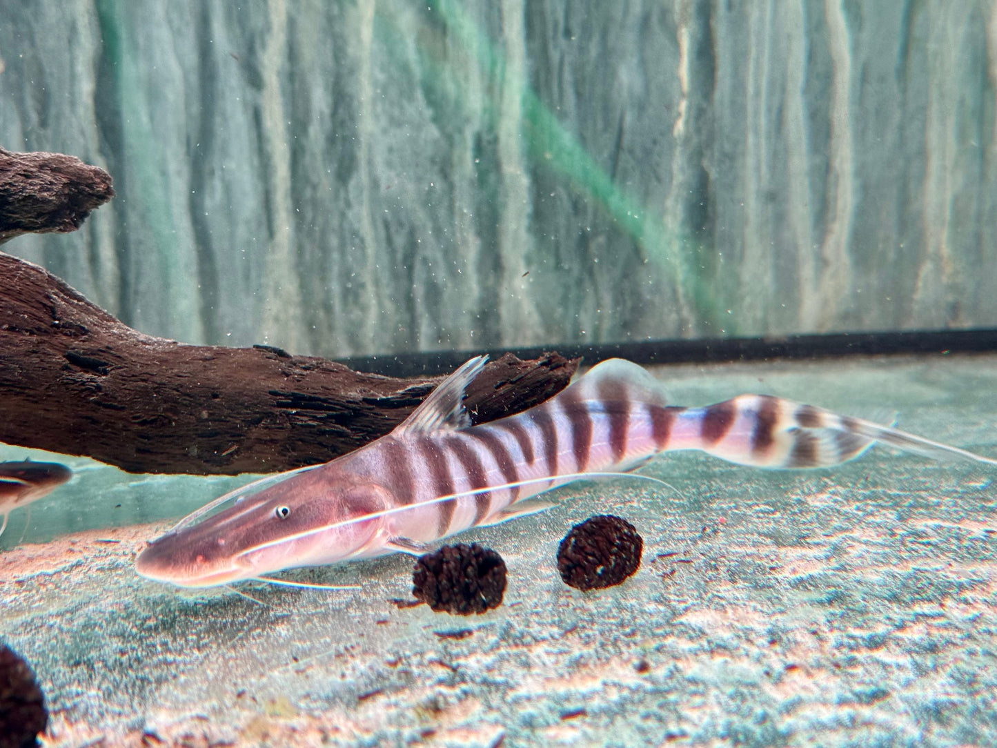 Brachyplatystoma I Merodontotus tigrinum 18-20 cm