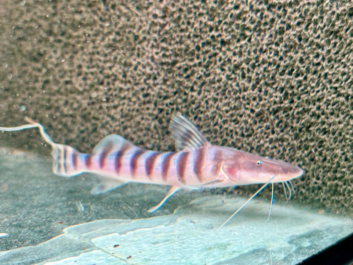 Brachyplatystoma I Merodontotus tigrinum 18-20 cm