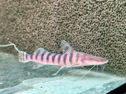 Brachyplatystoma I Merodontotus tigrinum 18-20 cm