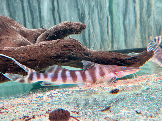 Brachyplatystoma I Merodontotus tigrinum 18-20 cm