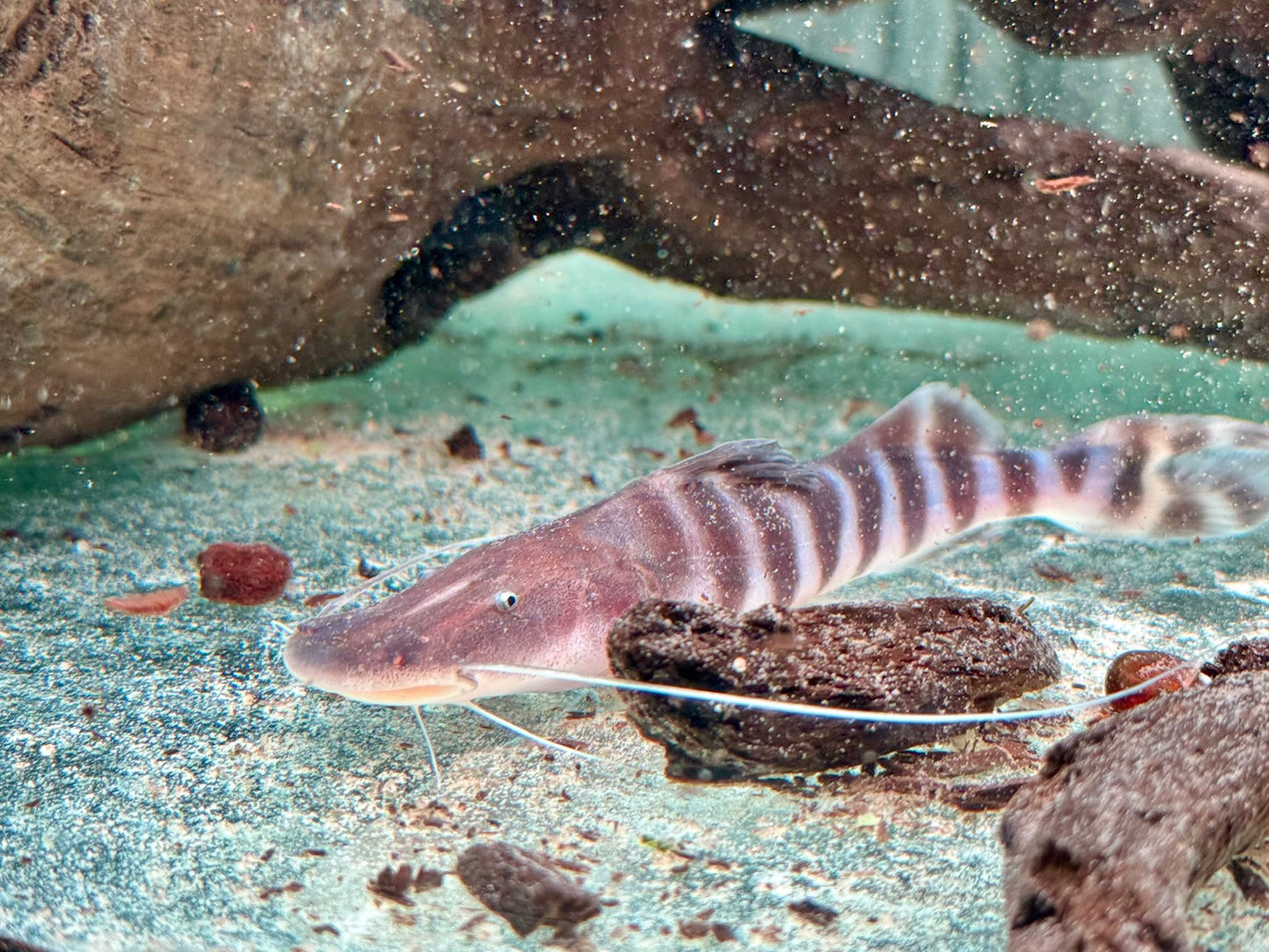 Brachyplatystoma I Merodontotus tigrinum 18-20 cm