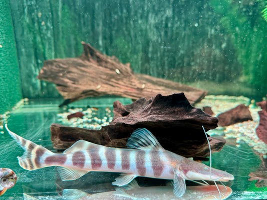 Brachyplatystoma I Merodontotus tigrinum 20-22 cm