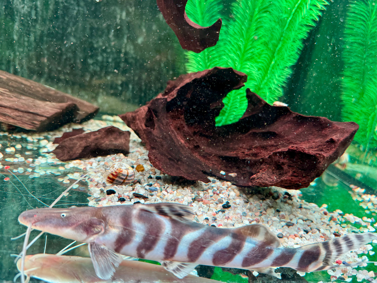 Brachyplatystoma I Merodontotus tigrinum 20-22 cm