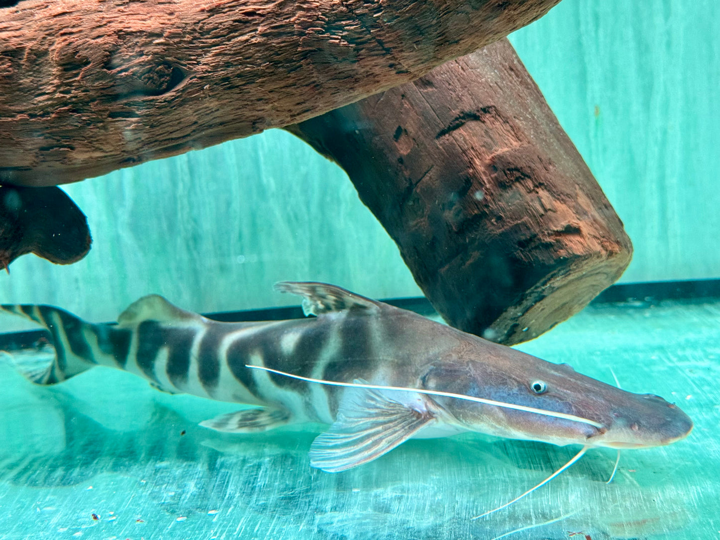 Brachyplatystoma I Merodontotus tigrinum 35 cm