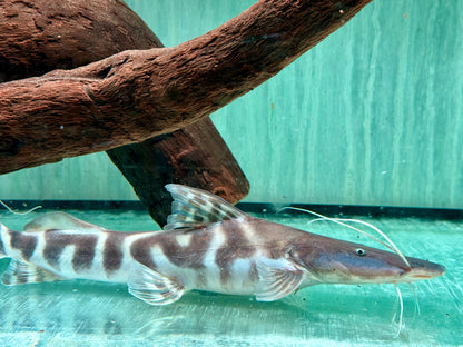 Brachyplatystoma I Merodontotus tigrinum 35 cm