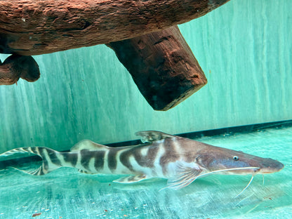 Brachyplatystoma I Merodontotus tigrinum 35 cm