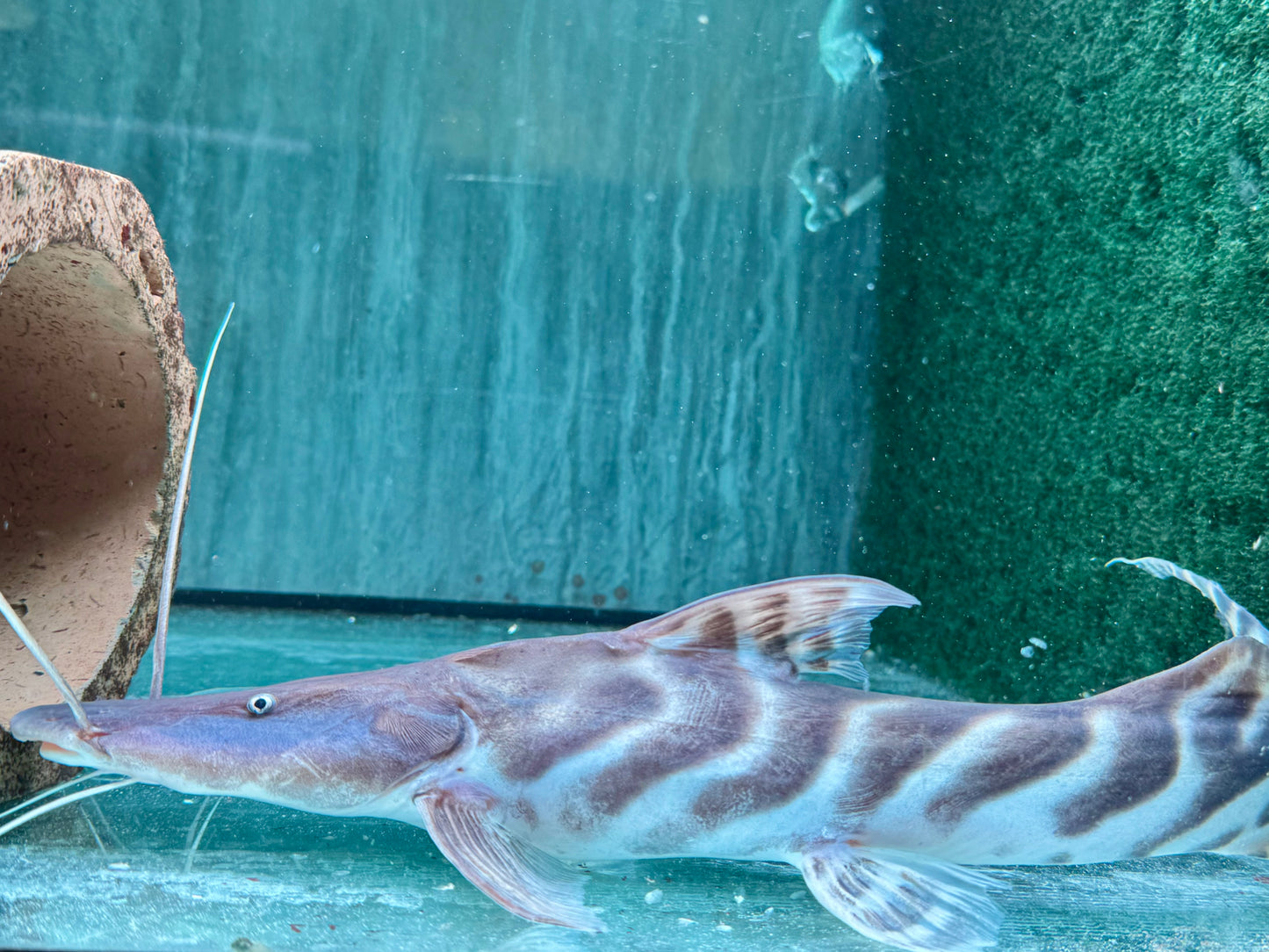 Brachyplatystoma I Merodontotus tigrinum 35 cm