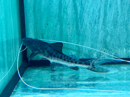 Brachyplatystoma capapretum 8-10 cm